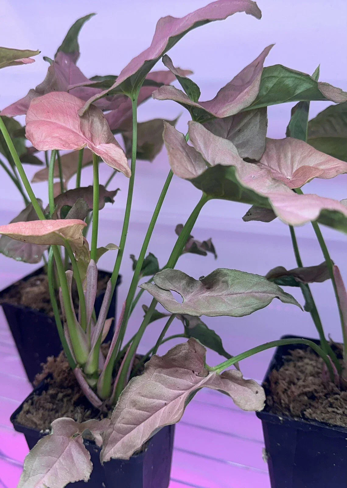 Syngonium "Mickey" Houseplant 4" Pot – Easy Care Air Purifier, Indoor Plant, Low Maintenance, Unique Leaf Shape, Syngonium podophyllum