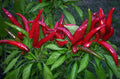Organic Thai Bird's Eye Red Chili Pepper Seeds – Very Hot Capsicum annuum, Non-GMO, Pack of 25 Seeds for Spicy Cooking