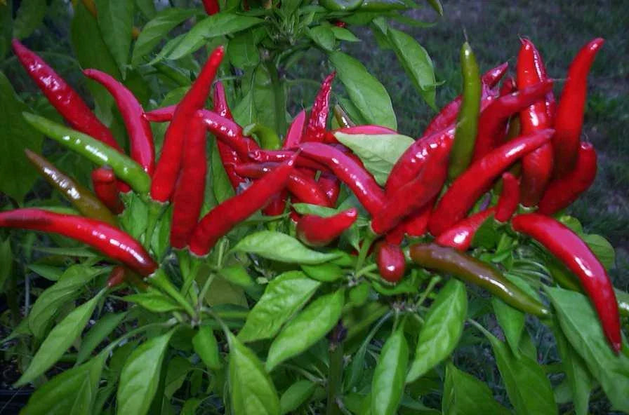 Organic Thai Bird's Eye Red Chili Pepper Seeds – Very Hot Capsicum annuum, Non-GMO, Pack of 25 Seeds for Spicy Cooking