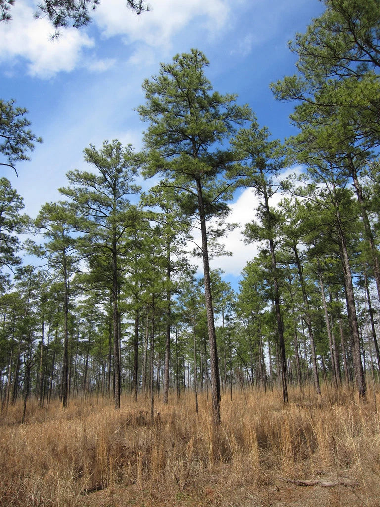 Loblolly Pine Seeds Pack of 20 - Pinus taeda Fast Growing Evergreen Tree for Landscaping & Reforestation