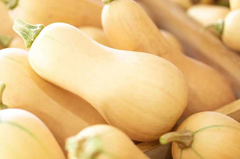 Butternut Squash Seeds - 25+ Pack for Garden Planting - Cucurbita moschata - Organic, USA Grown, Free Shipping