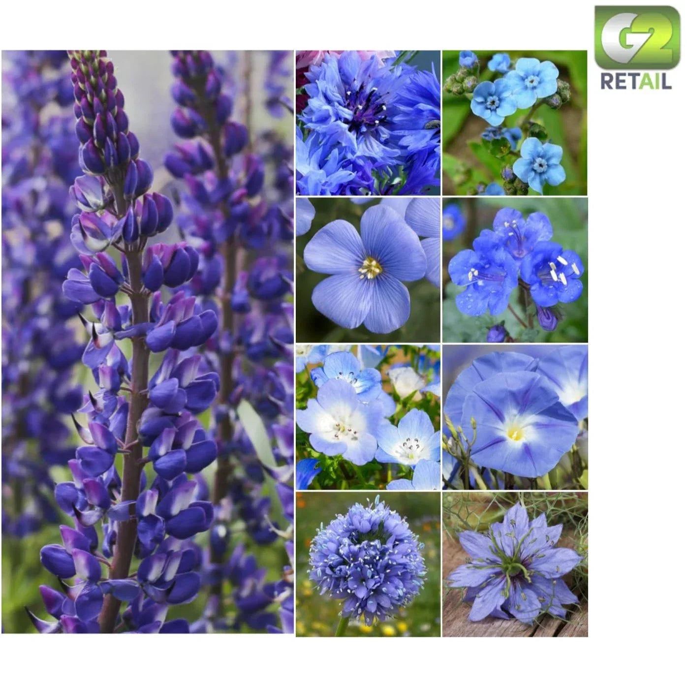 Dazzling Blue Wildflower Seeds Pack - 30,000 Seeds - Annual & Perennial Mix for Gardens, Pollinator Attracting, Easy to Grow