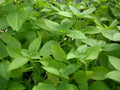 Lemon Basil Seeds - Organic Ocimum basilicum 'Citriodorum' for Culinary & Garden Use, Aromatic, Easy to Grow