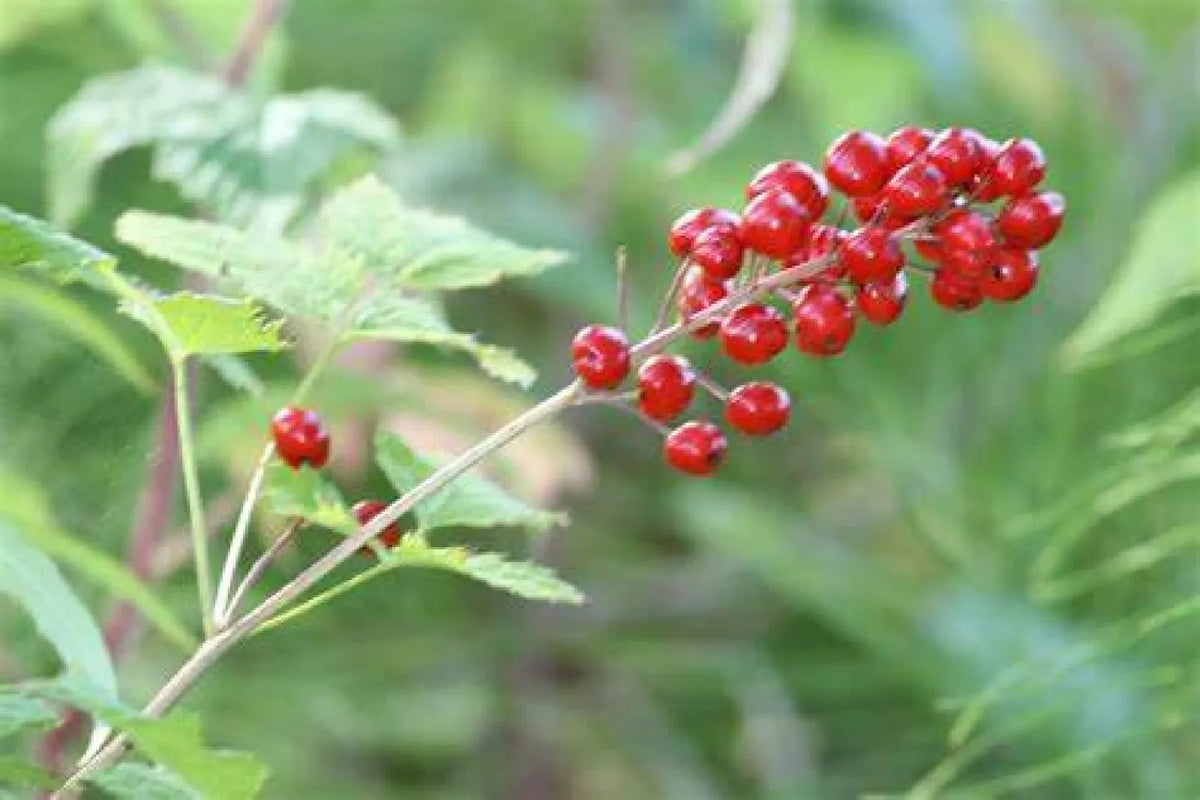 Red Baneberry Seeds - Pre-Stratified Pack of 20 - Actaea rubra Perennial for Shade Gardens