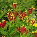 Indian Pink Live Plant - Spigelia marilandica - Perennial Bare Root for Shade Gardens, Pollinator Attracting