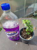 Portulaca Afra Succulent Plant in 8 oz Pot – Good Luck Jade Tree Bonsai Elephant Bush Indoor Plant