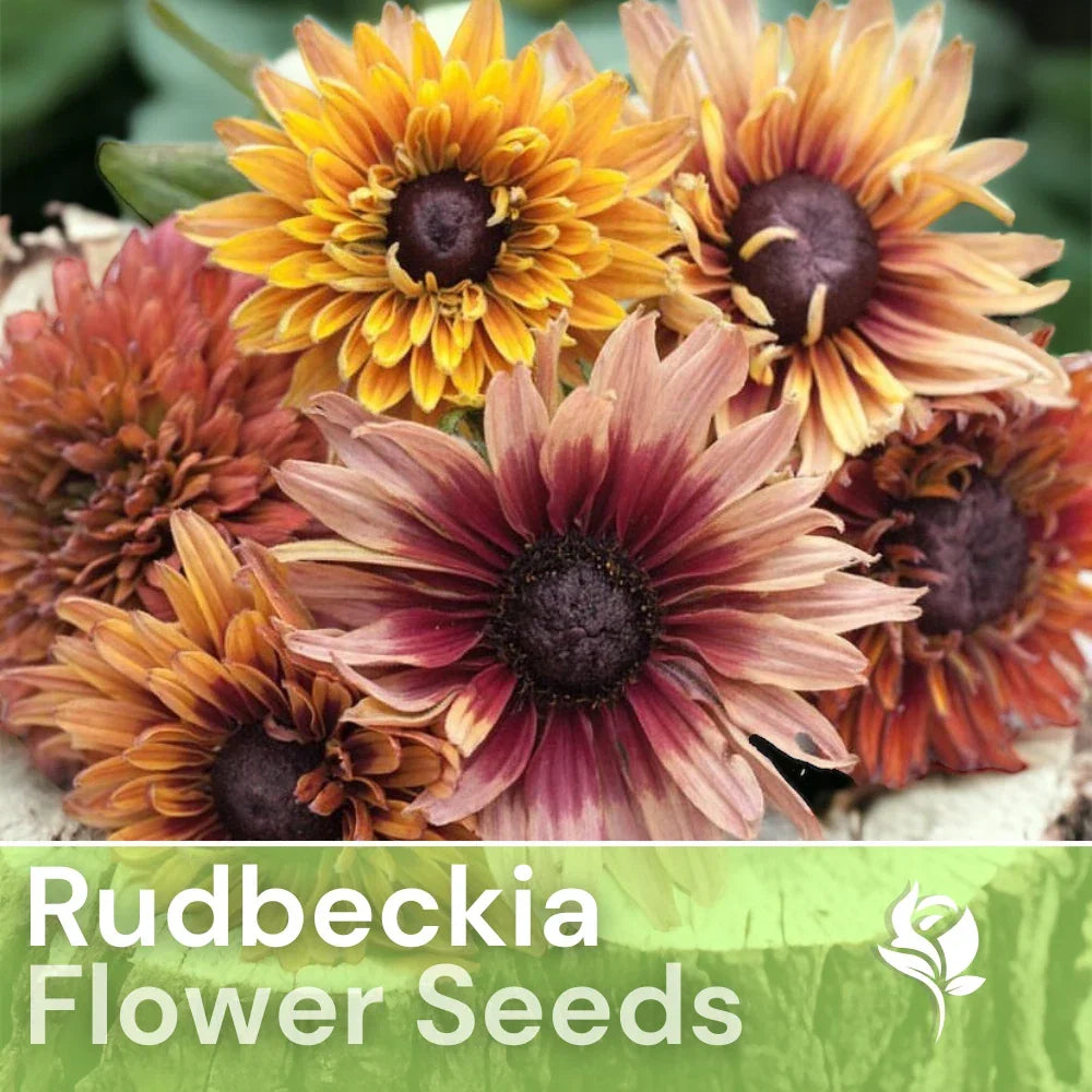 Antique Mix Rudbeckia Seeds - 125+ Annual Flower Seeds for Garden, Black-Eyed Susan, Rudbeckia hirta, Bright Colors
