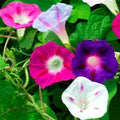 Morning Glory Flower Seeds - 50+ Mixed Colors Climbing Vine Annual Ipomoea spp.