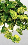 Golden Pothos Plant - Well-Rooted 4-Inch Pot - Epipremnum aureum Indoor Houseplant