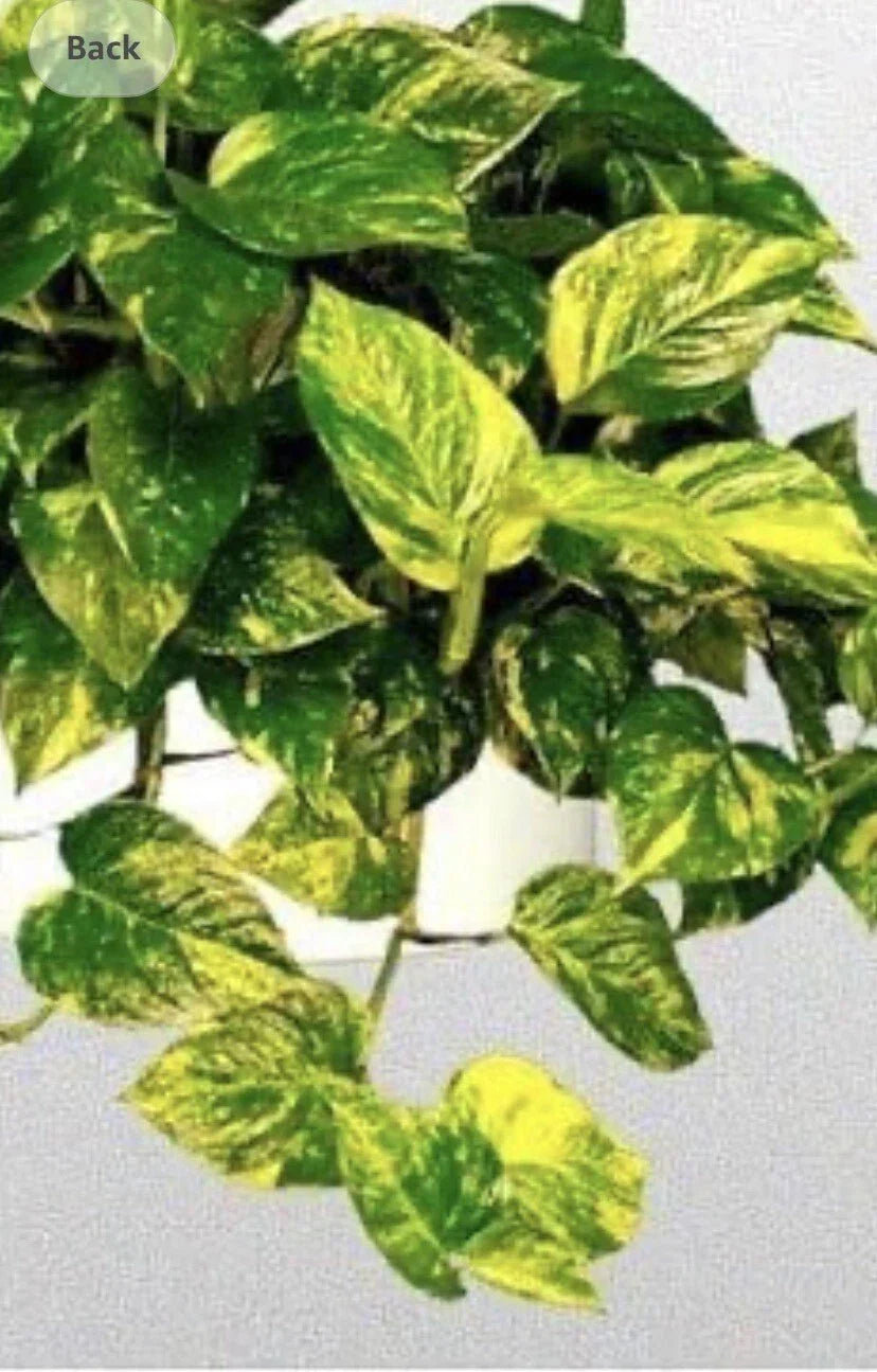 Golden Pothos Plant - Well-Rooted 4-Inch Pot - Epipremnum aureum Indoor Houseplant