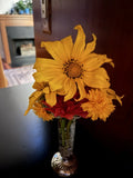 Organic Mexican Sunflower Cuttings - 10 Fresh Tithonia diversifolia Perennial Plants for Garden, Full Sun, USA Grown