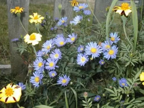 Aster Seeds - 215 Count New England Aster Mix - Wildflower Seed for Garden, Pollinator Attracting, Symphyotrichum novae-angliae