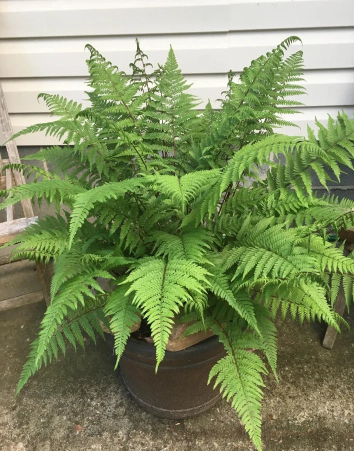 Lady Ferns Live Plants - 5 Bare Root Clumps - Athyrium filix-femina for Shade Gardens and Woodland Landscaping