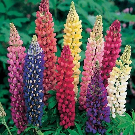 Russell Lupine Seeds - Bulk Pack of 250 Non-GMO Perennial Seeds for Fall Planting - Lupinus polyphyllus