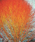Winter Flame Fire Bush Hedge Seeds, Bloodtwig Red Dogwood, Cornus Sanguinea, Ornamental Shrubs, Red Stems, Drought-Resistant