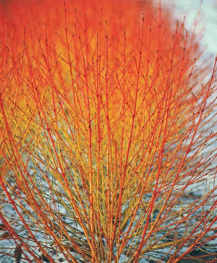 Winter Flame Fire Bush Hedge Seeds, Bloodtwig Red Dogwood, Cornus Sanguinea, Ornamental Shrubs, Red Stems, Drought-Resistant