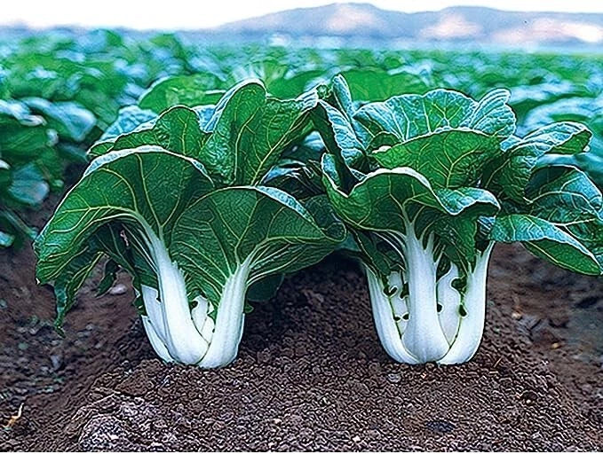 Joi Choi F1 Hybrid Pak Choi Seeds - 100 Seeds, Chinese Cabbage, Brassica rapa subsp. chinensis, Fast-Growing, Edible Greens