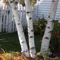 White Paper Birch Tree Seeds - Betula papyrifera for Bonsai and Landscaping, 100+ Seeds