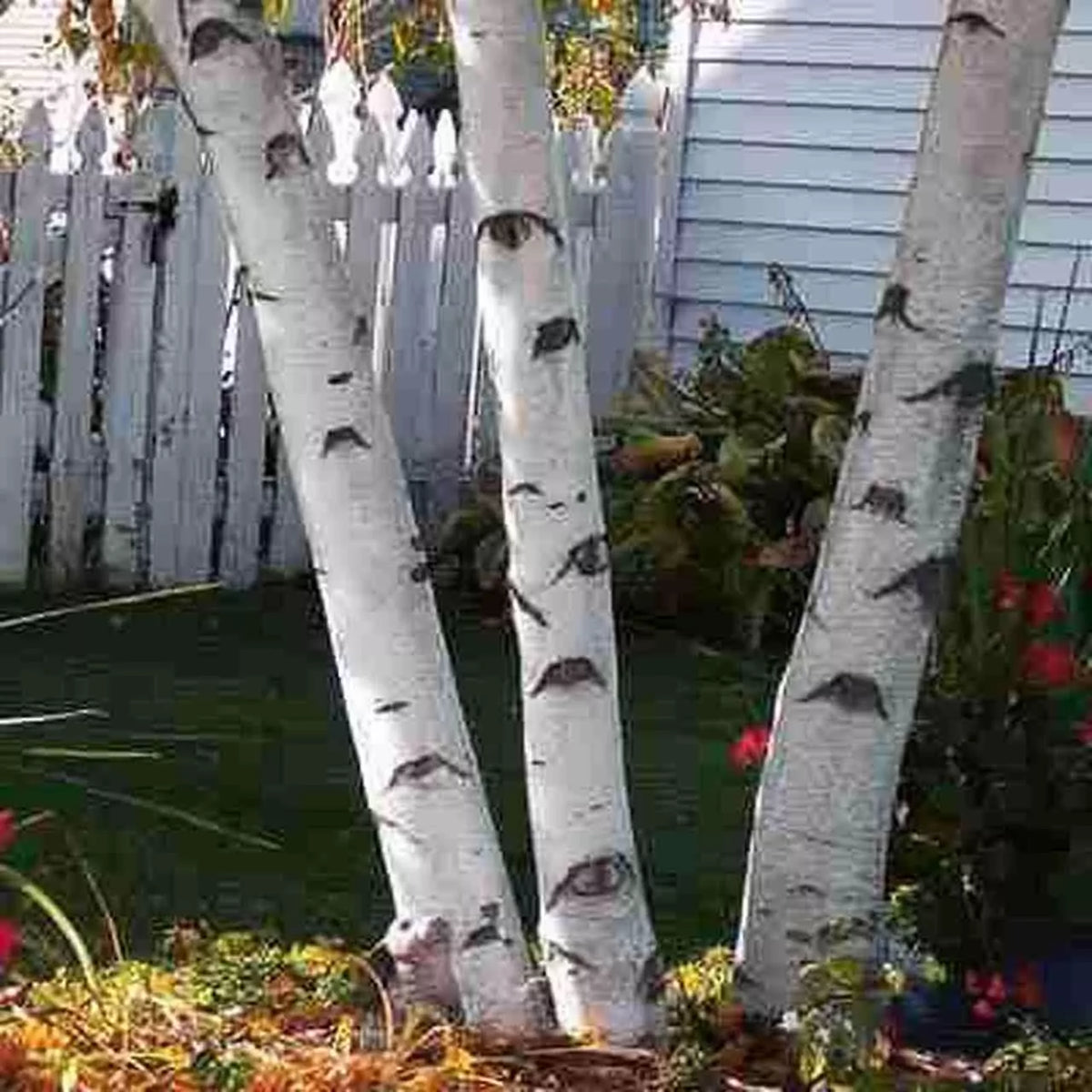 White Paper Birch Tree Seeds - Betula papyrifera for Bonsai and Landscaping, 100+ Seeds