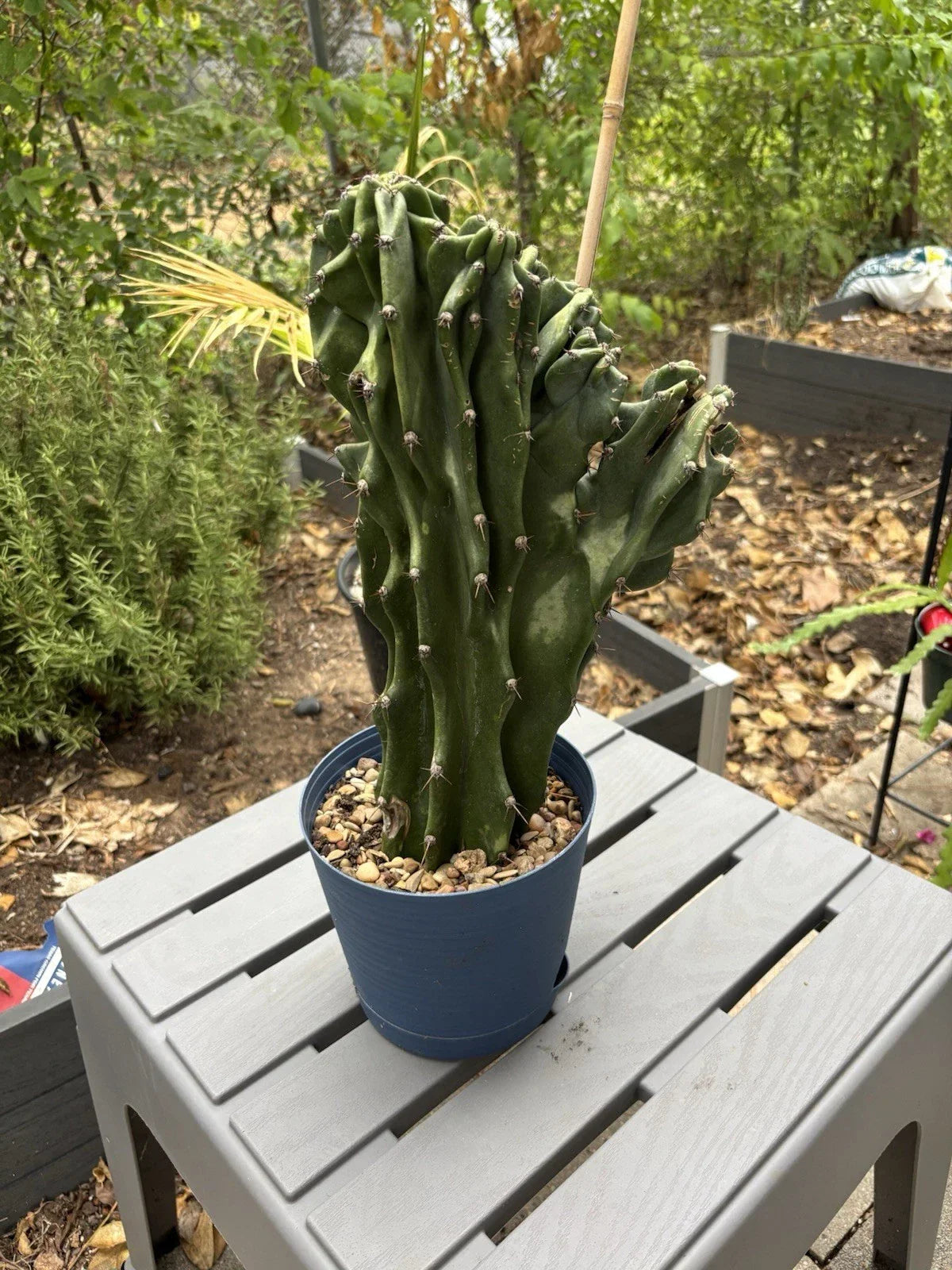 Large Monstrose Peruvian Apple Cactus | Live Cereus peruvianus Plant | Texas Grown