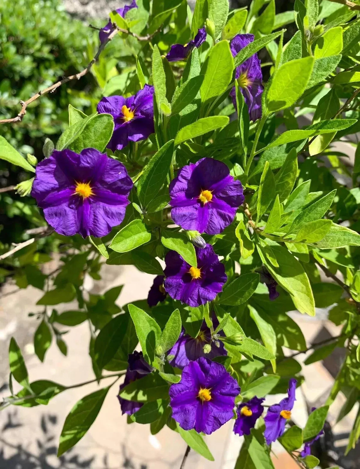 Lycianthes rantonnetii Potato Bush Fresh Cut Flowers - 10 Stems 4-6 Inches - Vibrant Purple Blooms - USA Seller