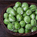 Brussels Sprouts Seeds 500+ Count - Dagan Variety - Organic, Non-GMO, Full Sun, Brassica oleracea
