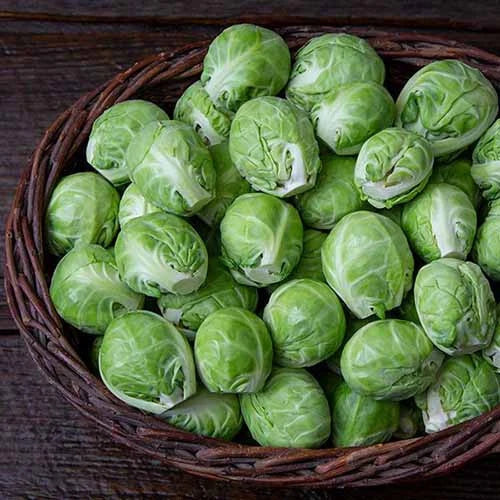 Brussels Sprouts Seeds 500+ Count - Dagan Variety - Organic, Non-GMO, Full Sun, Brassica oleracea