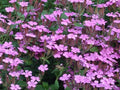 Soapwort Seeds 200+ Pink Wildflower Saponaria ocymoides Perennial for Gardens & Landscapes