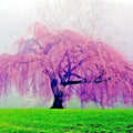Weeping Sakura Cherry Blossom Tree Seeds - Prunus pendula - Pink Flowers, Hardy, Fast Growing, Ornamental Garden Plant, 20 Seeds