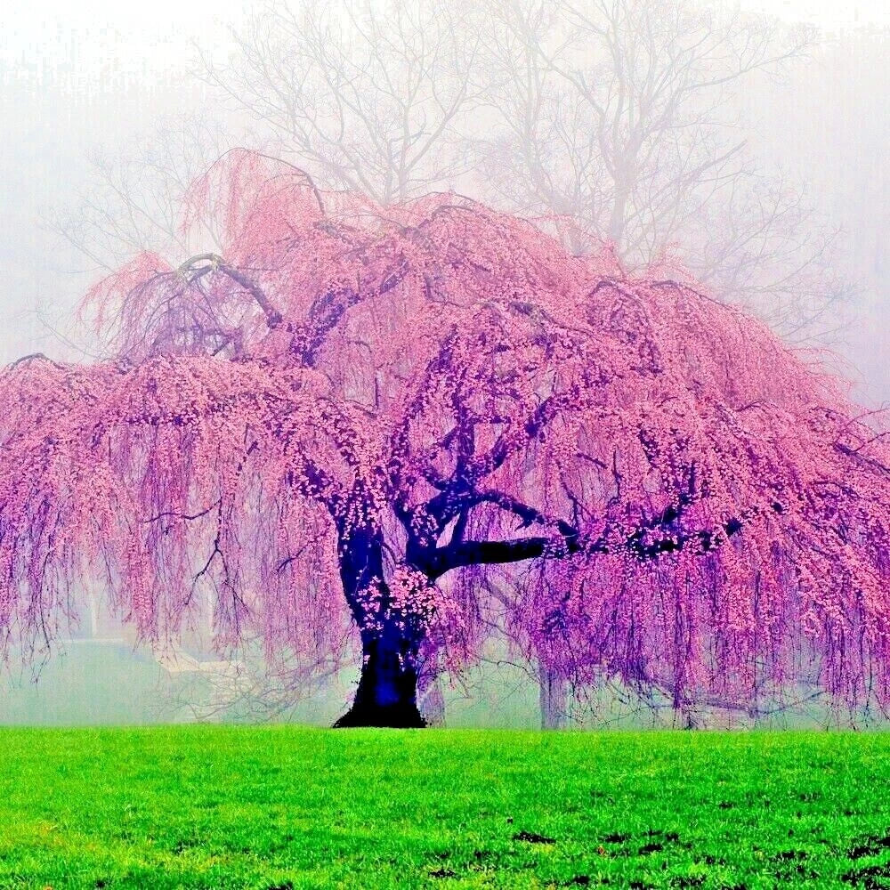 Weeping Sakura Cherry Blossom Tree Seeds - Prunus pendula - Pink Flowers, Hardy, Fast Growing, Ornamental Garden Plant, 20 Seeds