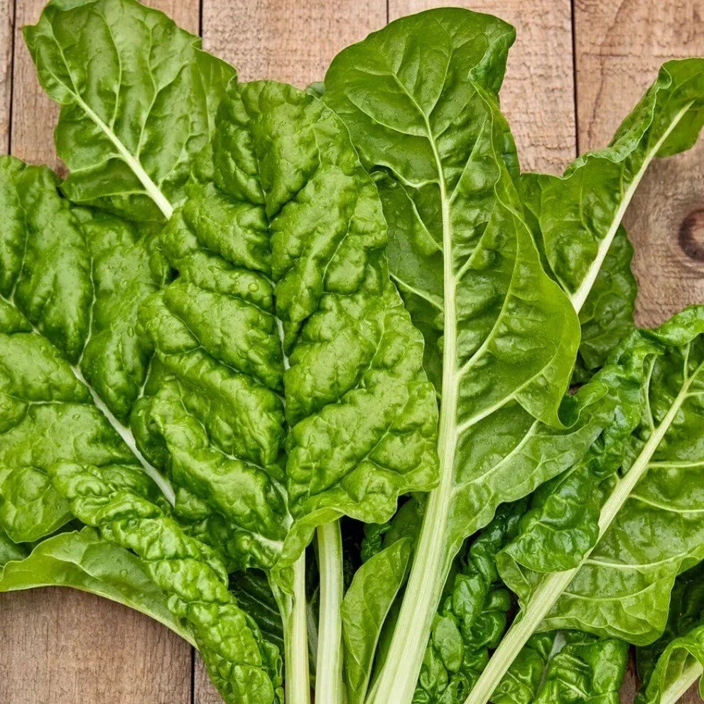 Fordhook Giant Swiss Chard Seeds - Organic Heirloom Non-GMO, 50+ Seeds for Home Gardening, Rich Green Leaves & White Stems