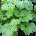 Coriander Seeds Heirloom Non-GMO Santo Cilantro Coriandrum sativum Packet of Seeds