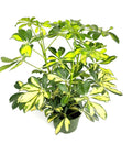 Gold Umbrella Tree 6" Pot - Schefflera Arboricola Gold Capella Indoor Houseplant