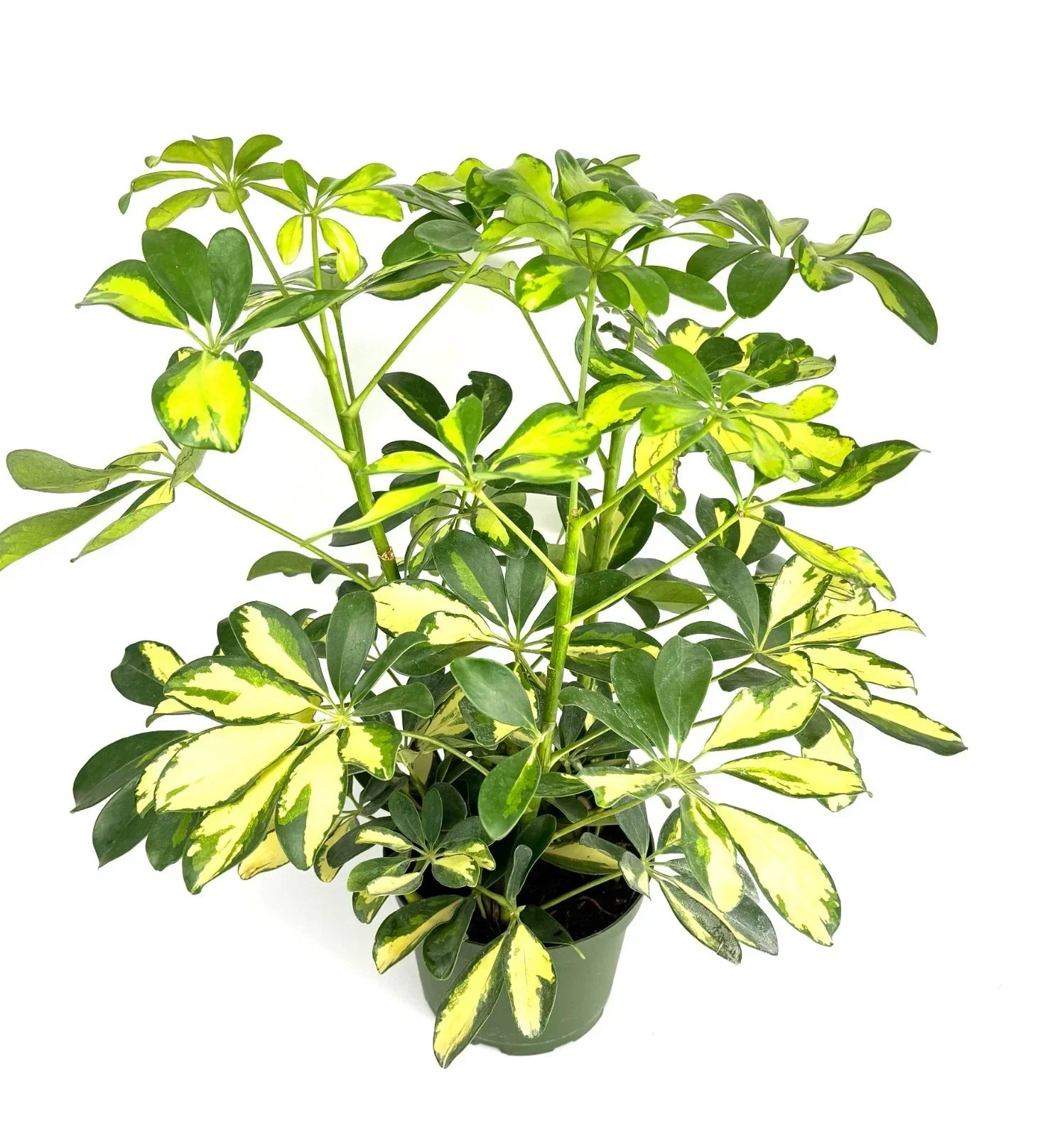 Gold Umbrella Tree 6" Pot - Schefflera Arboricola Gold Capella Indoor Houseplant