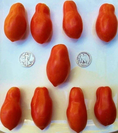 Martino's Roma Paste Tomato Seeds - Heirloom Solanum lycopersicum, 25 Seeds for Sauce, Canning & Garden Growth