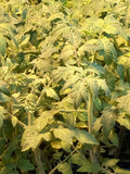 Mortgage Lifter Tomato Live Plants – Heirloom Solanum lycopersicum, 6-10 Inches, Organic, Non-GMO, for Garden & Container Growing