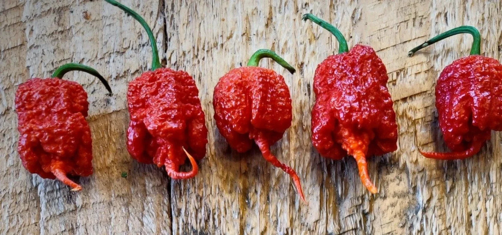 Carolina Reaper Pepper Seeds - 15 Super-Hot Red Capsicum chinense Seeds for Spicy Gardening and Culinary Use