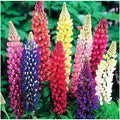 Russell Lupine Seeds - Colorful Perennial Wildflowers - Lupinus polyphyllus - Garden Border, Pollinator Attracting, Easy to Grow