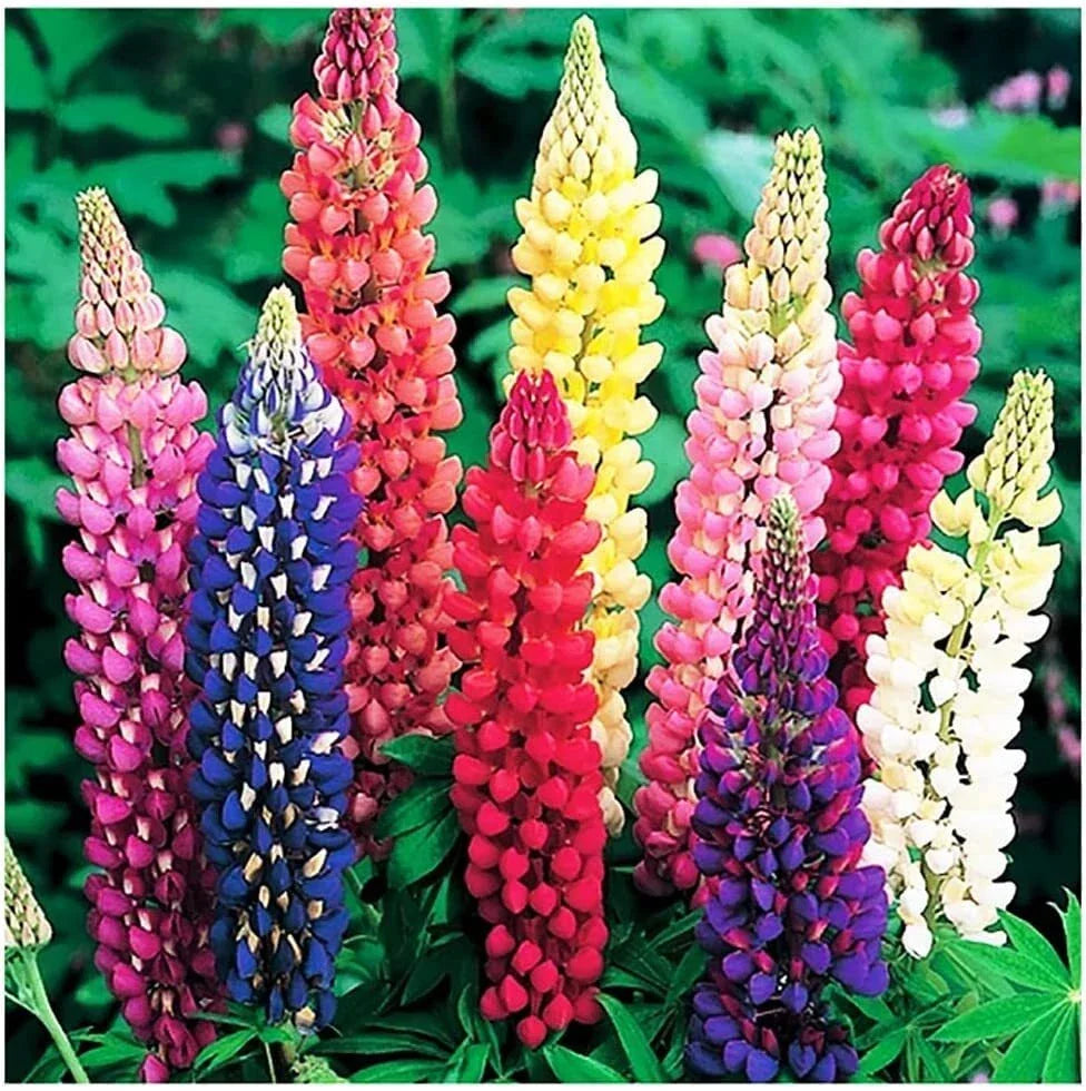 Russell Lupine Seeds - Colorful Perennial Wildflowers - Lupinus polyphyllus - Garden Border, Pollinator Attracting, Easy to Grow