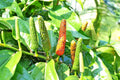 Piper Longum Live Plant - 3 Plants, Long Pepper, Ayurvedic Herb, Pipali, Rare Medicinal Plant, Indoor/Outdoor Gardening