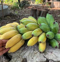 Gold Finger Banana Tree - Small Well-Rooted Starter Plant Musa acuminata 'Gold Finger' for Indoor & Garden