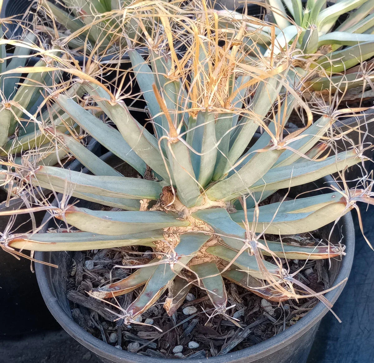 Agave Cactus Plant - Leuchtenbergia principis with Long Paper Spines - Unique Succulent Decor