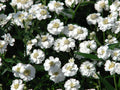 Sneezewort Seeds - Achillea ptarmica - Perennial Herb with White Flowers - 200 Seeds for Garden Planting