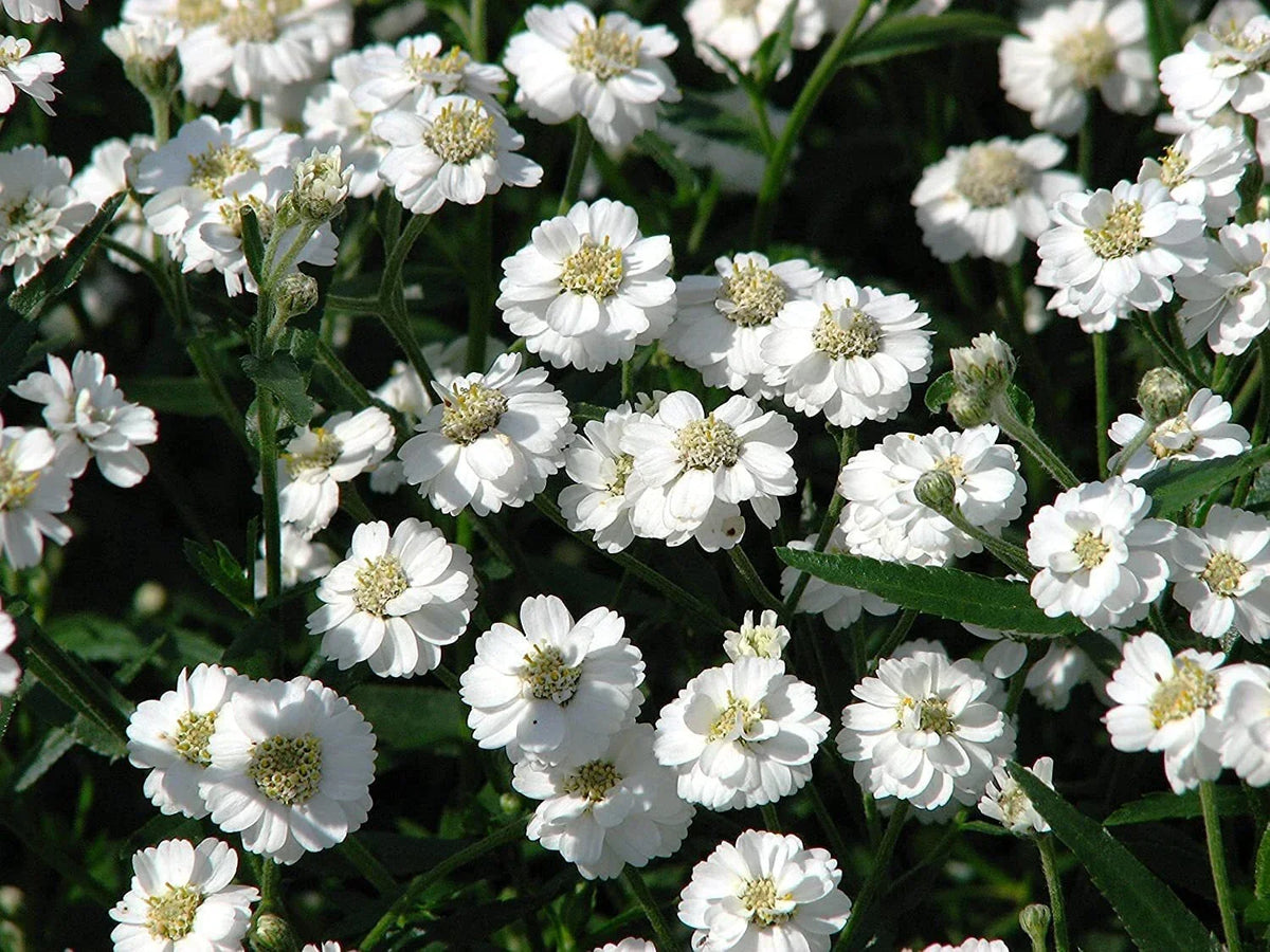 Sneezewort Seeds - Achillea ptarmica - Perennial Herb with White Flowers - 200 Seeds for Garden Planting