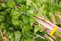 Pink Celery Seeds - Heirloom Chinese Variety, Non-GMO, Organic Apium graveolens, Vegetable Seeds for Gardening