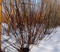 Blackskin Willow Cuttings - 2 Bush Propagation Material - Salix myricaefolia - Rare Black Branches