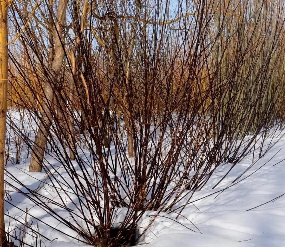 Blackskin Willow Cuttings - 2 Bush Propagation Material - Salix myricaefolia - Rare Black Branches