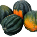 Table Queen Acorn Squash Seeds - Organic Heirloom Cucurbita pepo, Non-GMO, 25+ Seeds for Home Gardening