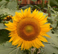 Dwarf Sunflower Seeds | 8-Inch Blooms | Helianthus annuus | Non-GMO, Bee-Friendly, Pack of 100