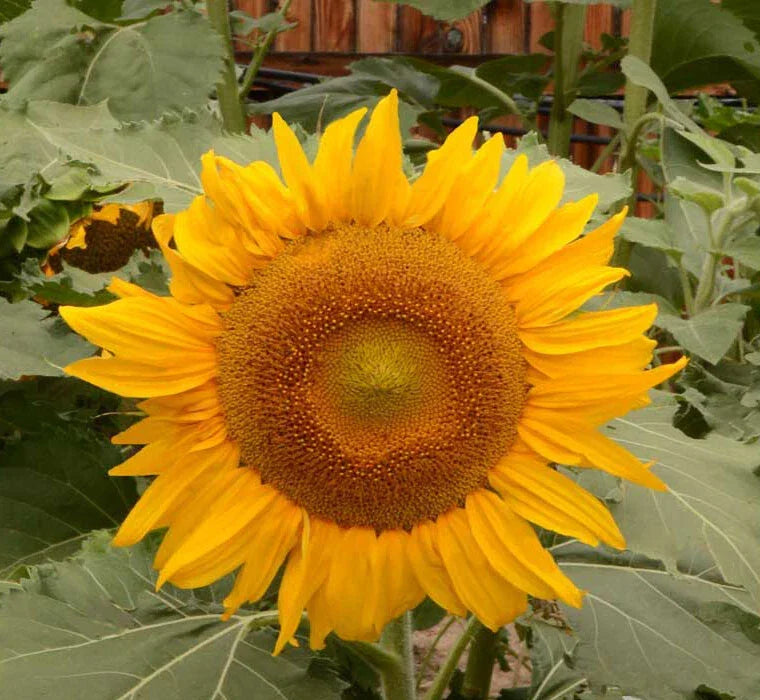 Dwarf Sunflower Seeds | 8-Inch Blooms | Helianthus annuus | Non-GMO, Bee-Friendly, Pack of 100